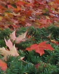 [2004.10.22.fall_leaves]