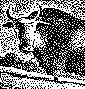 yak1144.gif